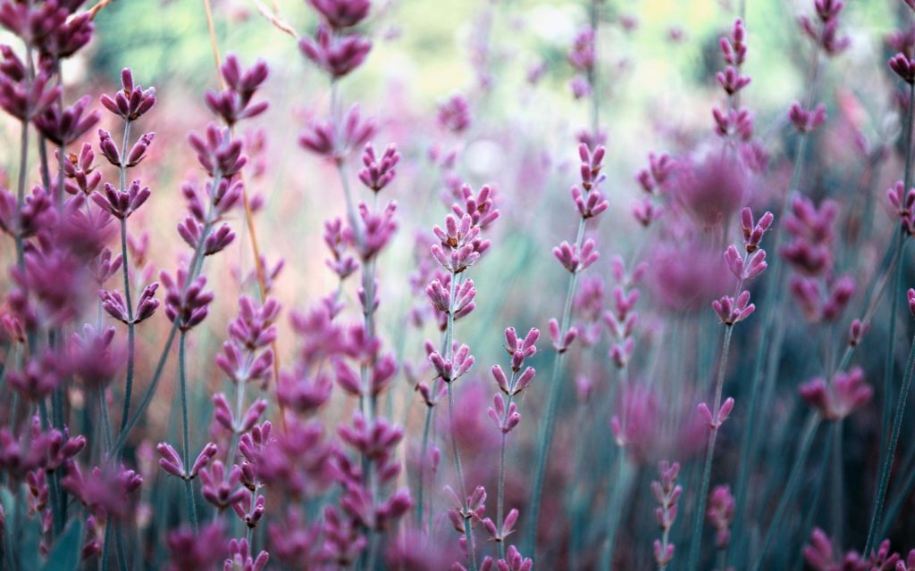 field-lavender-nature-blurring-purple-flowers-wide-resolution