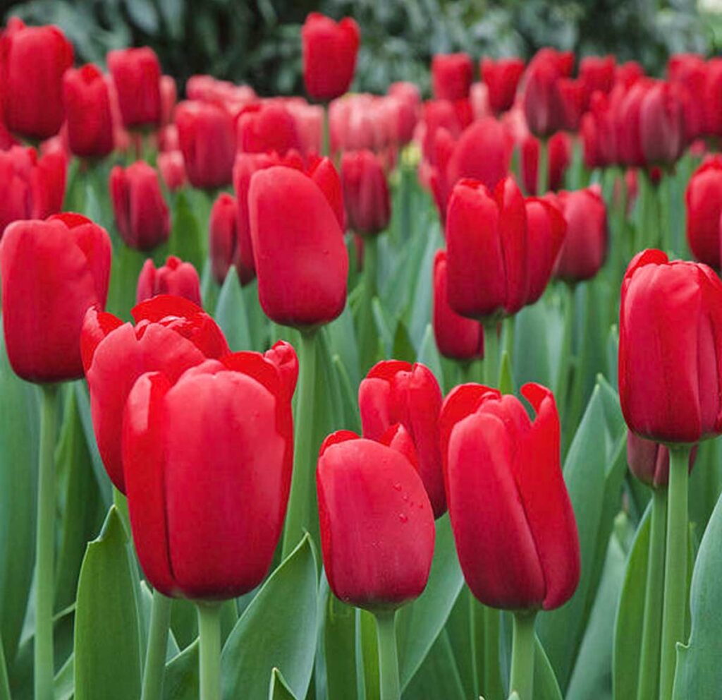 tulipani